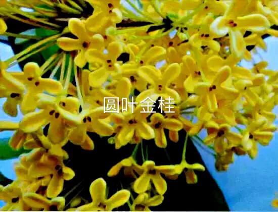 桂花的品种