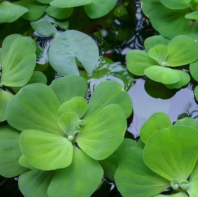 水培鱼缸