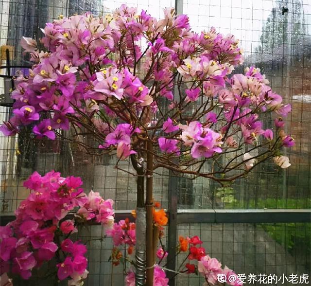 夏天开什么花有哪些（30种夏天开的花）