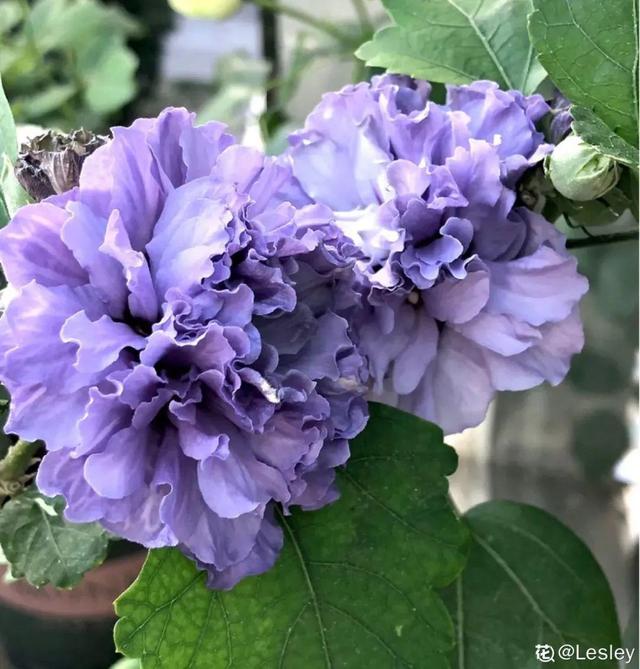 夏天的花 夏天的花（夏天的花卉） 生活