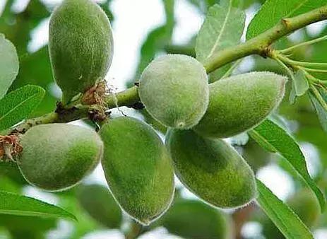 在身体乳里加茶油