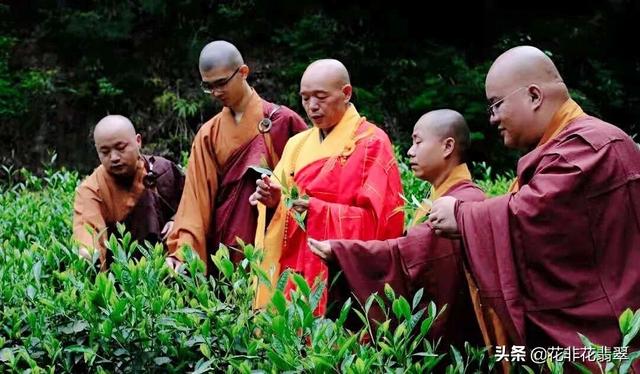 正宗大红袍茶叶价格多少钱一斤（茶王大红袍一斤价值500万元）