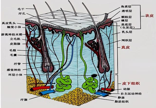 用皇后身体乳会过敏吗