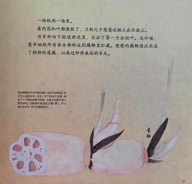 如何给孩子挑选接地气又唯美的植物绘本？教你实用三招