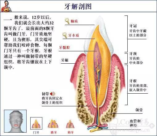 口腔牙齿图片大全图解