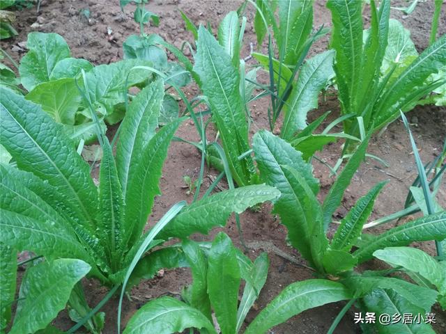 油麦菜细茎中空、抽薹？通过加强土壤间作套种等管理，延长采收期5