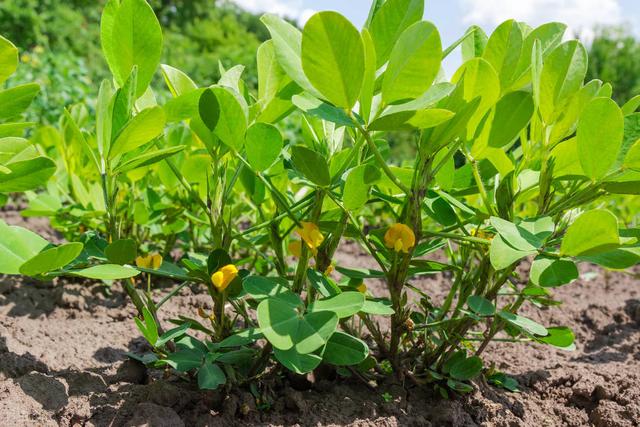 花生最好的叶面肥，坐果多荚果饱满，亩产量达1300斤，一季无病害