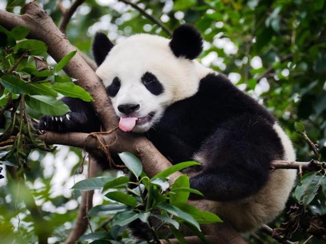 中国有多少大熊猫