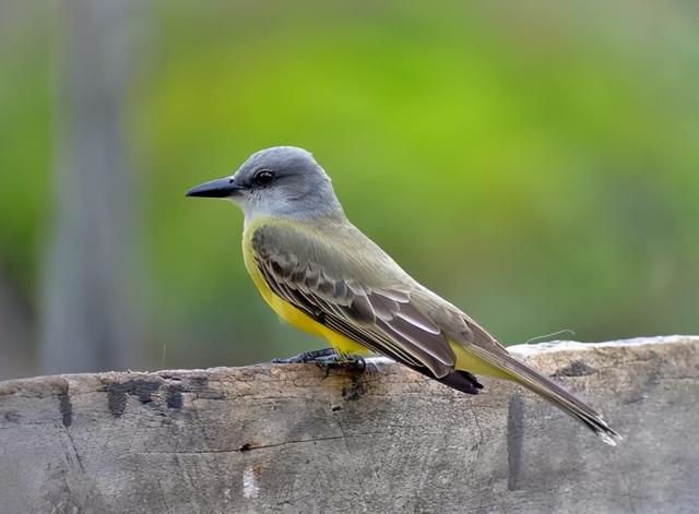必胜鸟必胜鸟是老鹰的天敌吗