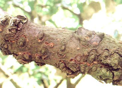 梨树病虫害 梨树病虫害（梨树病虫害防治用药） 生活