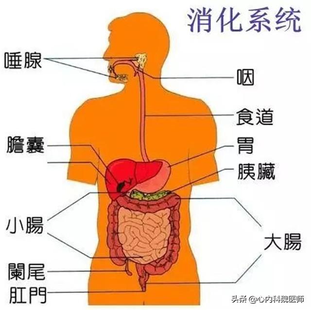 谷维素和维生素B12如何吃？医生详细解答，不妨来了解一下