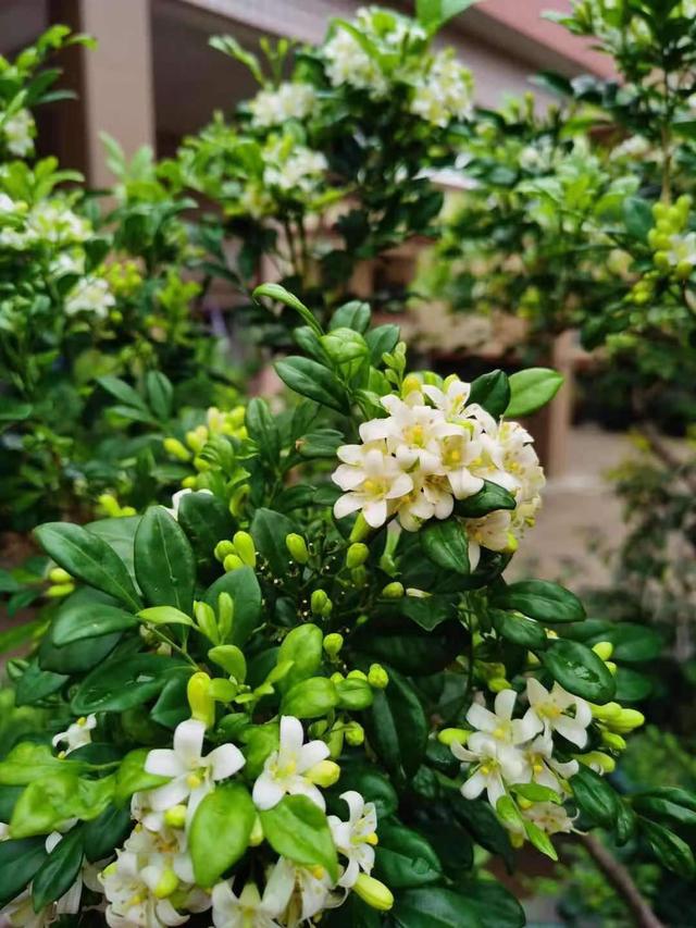 花卉名称