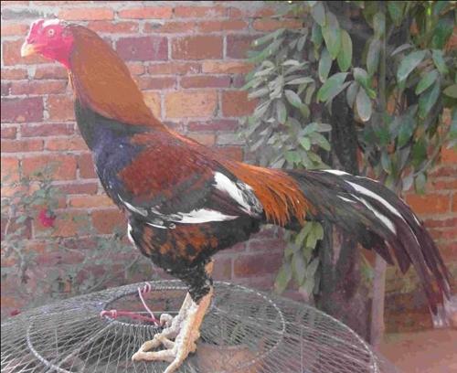 斗鸡皮肤时红时白