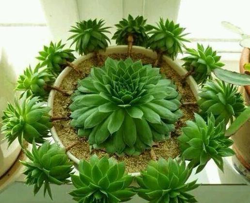 观音莲开花吗