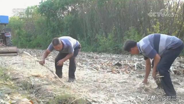 秸秆破碎机效果