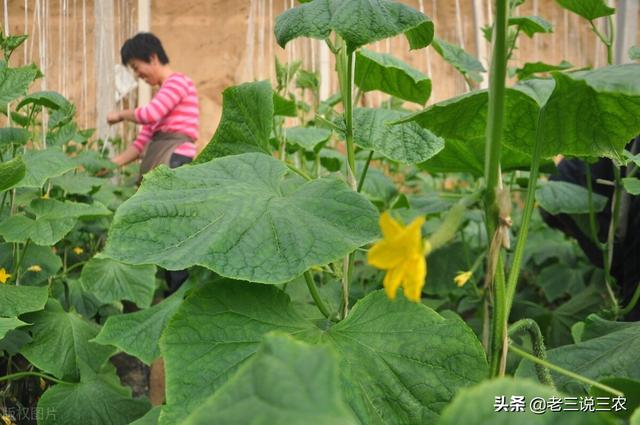 喷什么药不怕雨淋？南瓜、西红柿、黄瓜、茄子、西葫芦都适用7