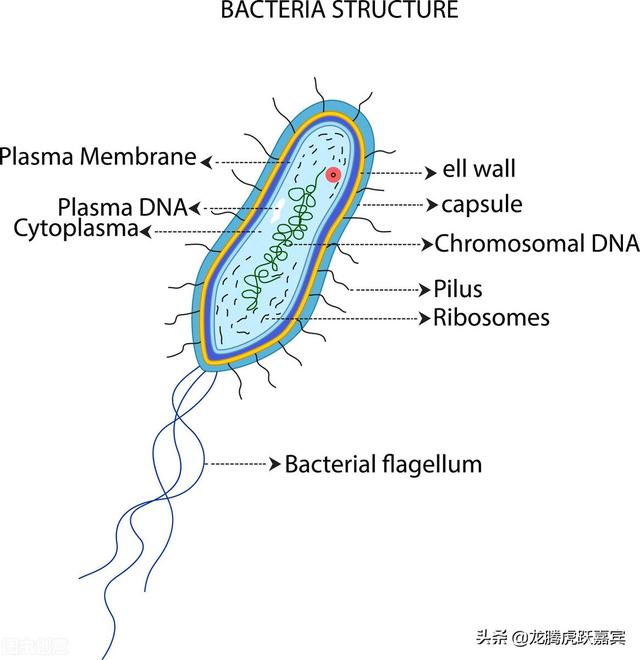 地球生物DNA基因编码有可能来源于其他智慧生物基因工程