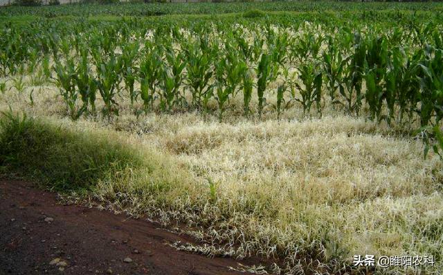 玉米田除草效果最好、最安全的除草剂，春夏几乎所有玉米均可用4