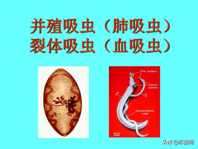 你还在吃生腌吗？就不怕中招吗