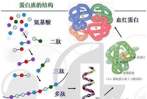 什么是氨基酸水溶肥？氨基酸水溶肥的功能作用有哪些