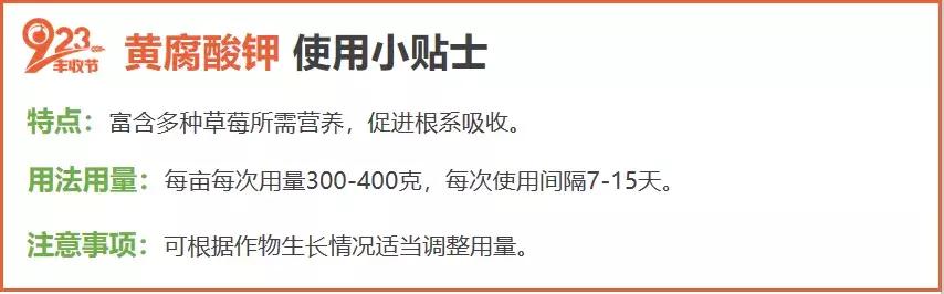 最近草莓枯芽、烂心大爆发，搞清楚原因，才好对症下药