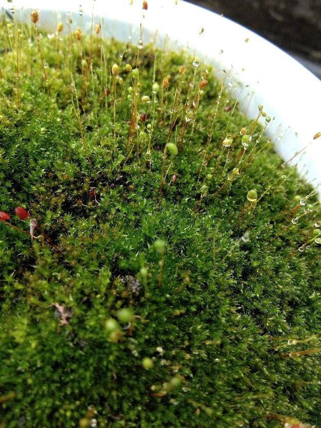 苔藓 苔藓（苔藓植物） 生活