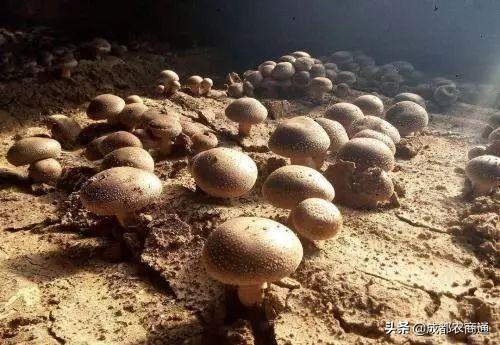 种香菇 种香菇（种香菇用什么树） 生活