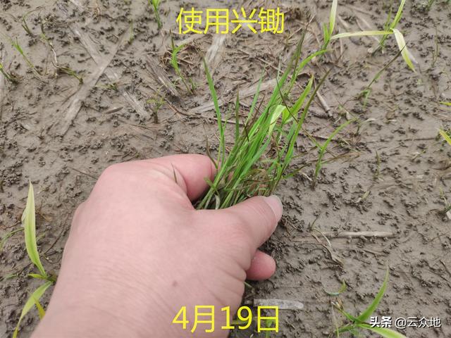 稻田稗草防除，氰氟草酯是主流配方，科学除草要排水回水并保水3