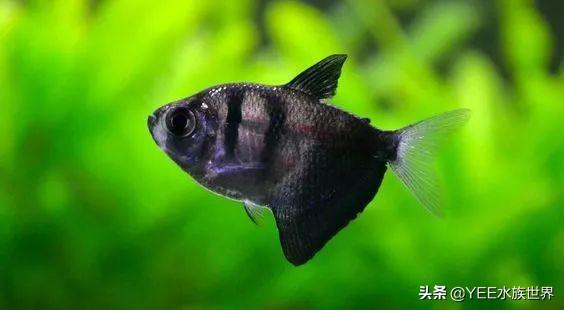 黑裙鱼,适合不同的鱼缸背景色(黑裙鱼图片)