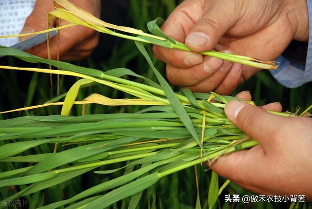 小麦春季要重防纹枯病、赤霉病、白粉病和锈病，打药配方请收好2