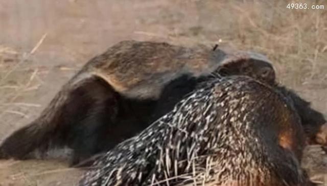 为什么蜜獾被叫做平头哥？