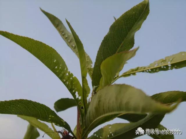 果树萌芽期至盛果期的病虫害发生与防治！看了不后悔4