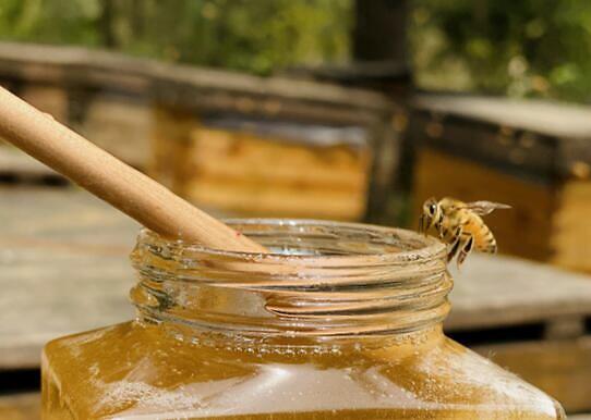 蜂蜜为什么会发酵？