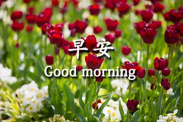 早安问候动态表情文字 微信新美丽留言图片-站库网