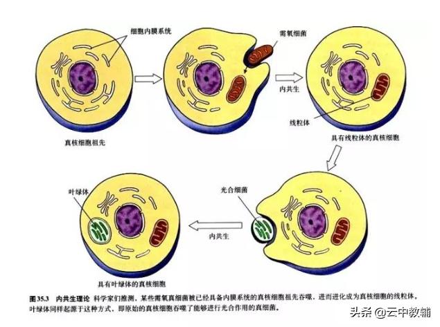 干货 | 线粒体叶绿体起源说VS线拉体和叶绿体的前世今生。1