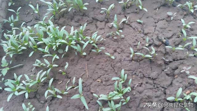 香菜重茬怎么办？芹菜重茬死苗怎么办香菜施肥用什么肥料1