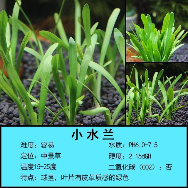 鱼缸草缸造景常用水草大全 适合做前景水草都有哪些 芭乐视频app下载 樱花直播 冈本视频