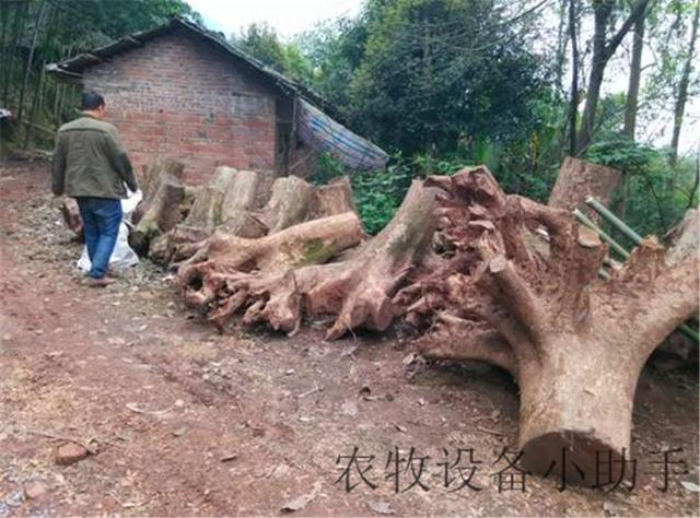 能走的树墩破碎机视频_树墩粉碎机工作视频