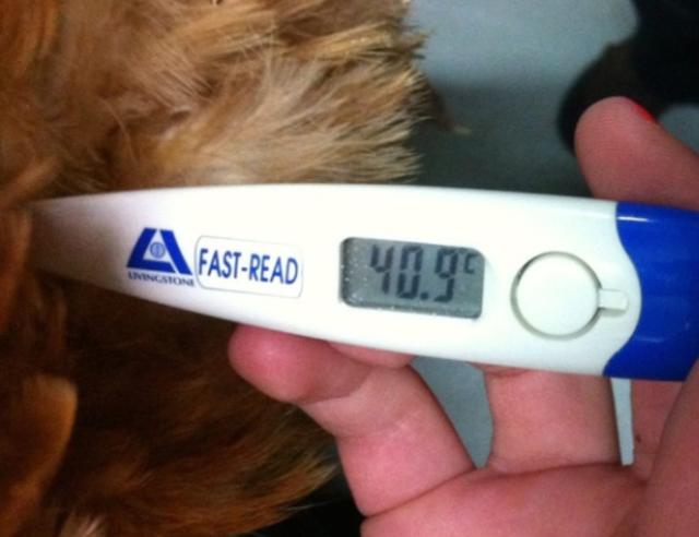 鸡皮肤在高温下会少