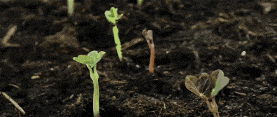 华为天才少年自制机械臂？能给葡萄缝针，这样的孩子是怎么培养的