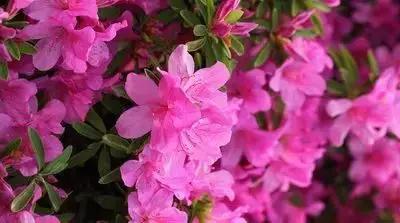 50种浪漫鲜花花语大全 50种浪漫鲜花花语大全（50种浪漫鲜花花语大全图片） 生活