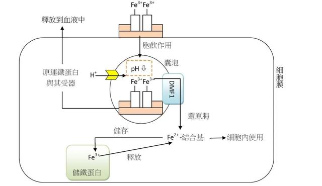 宝宝辅食日常怎么补铁，只能用猪肝？