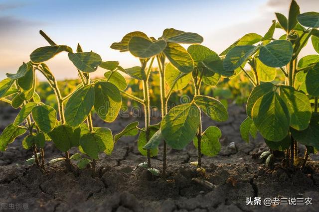 大豆总是重茬？施肥多却产量低？学会一个办法，轻松增产增收18