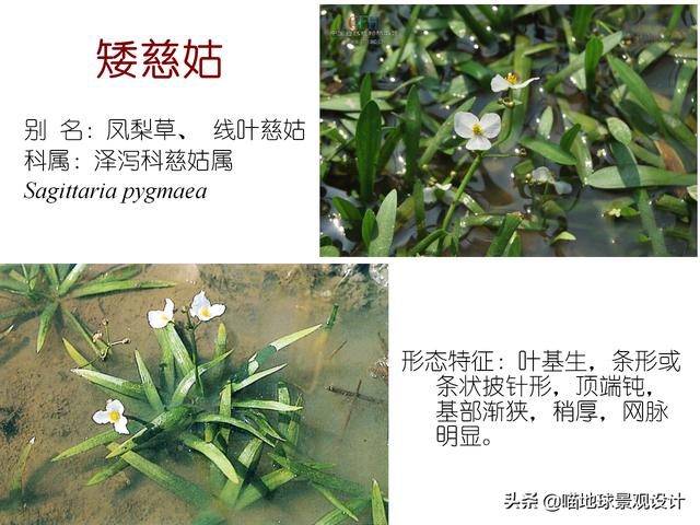 常见水生植物 常见水生植物（珠江口常见水生植物） 生活