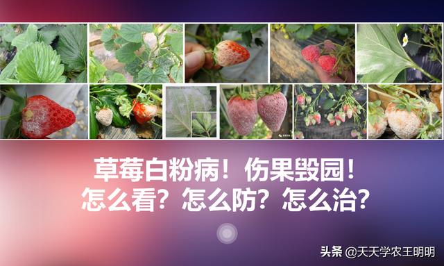 草莓白粉病到底怎么防？怎么治？不对的方法，治不好还伤果