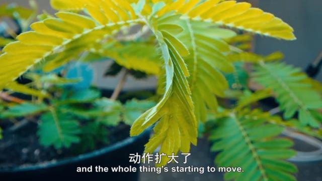 金属破碎机每日开机前必做检查比例失重调整