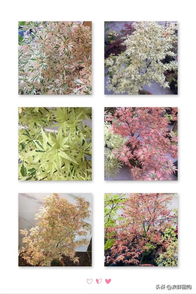 叶色秀丽的枫树，增添了花园四季色彩之美