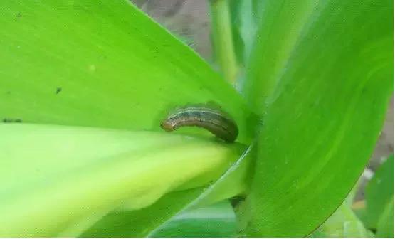 天越旱，虫害越重！玉米粘虫危害和发生原因特征，以及防治方法6