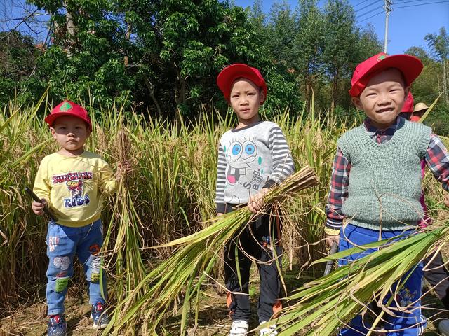 幼儿园的割水稻能手