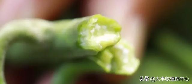 芒果控梢怎么用药？多久后能催花？别再搞错了9